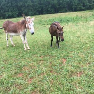 Meet your Posher, Landon